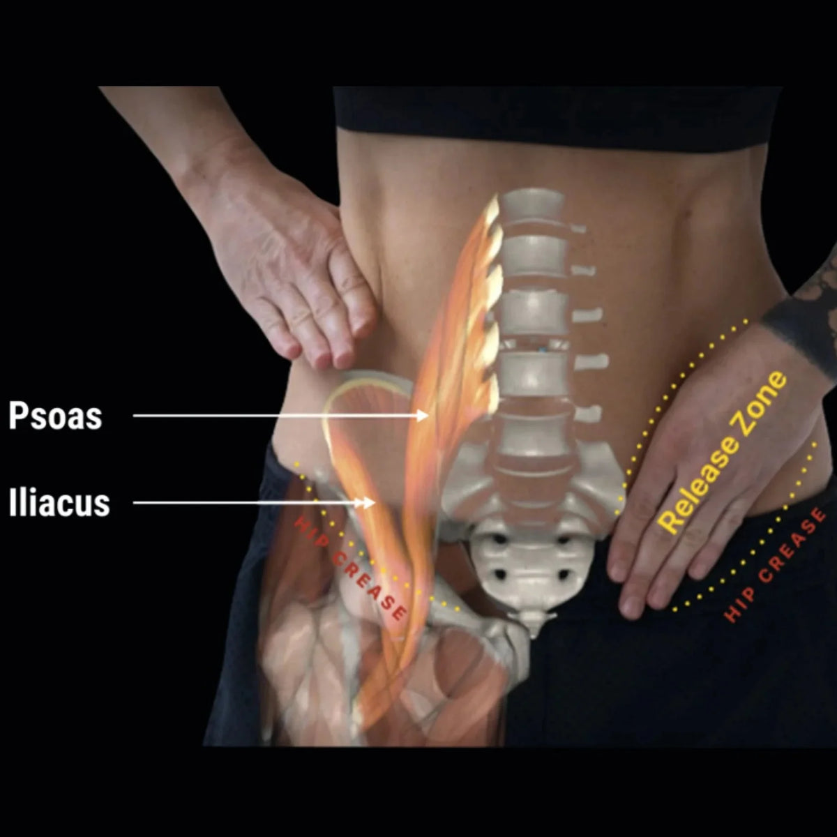 Aletha Health Hip Hook™ System + Orbit®, App
